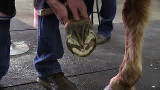 AFA 48 American Farriers Team Demonstrations [upl. by Erodasi]