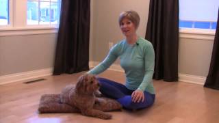 Medial Patellar Luxation  Dog Hanks Story [upl. by Nayb728]