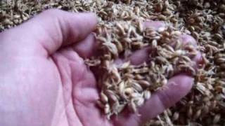 Making Malt at home Malted Barley The Malting [upl. by Ydnolem]