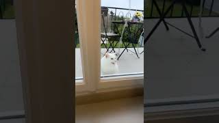 Notre petit boubou 😸 shortvideo humour maman merefille [upl. by Alitha]