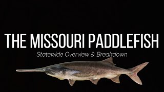 MISSOURI PADDLEFISH  OVERVIEW amp BREAKDOWN [upl. by Effie750]