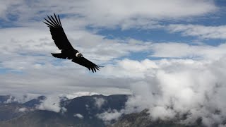 El Condor Pasa LYRICS VIDEO Simon amp Garfunkel  El Condor Pasa 1970 [upl. by Anirba]