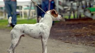 Jack Russell Terrier JRTCA National Trial [upl. by Manthei655]