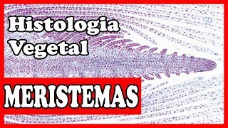 Histologia vegetal  Meristemas  tecidos vegetais aula 1 [upl. by Ginger]