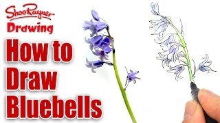 How to draw and paint Bluebells [upl. by Jareb]