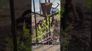 Chihuahuan Balloon Vine Cardiospermum dissectum rgv956 nature rgvgarden pollinatorgarden [upl. by Kikelia]