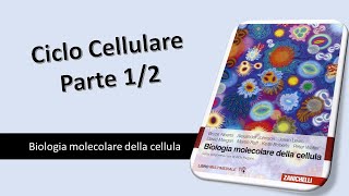 Biologia Ciclo Cellulare 12 [upl. by Cardie881]