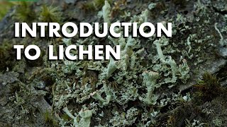 An Introduction to Lichen [upl. by Ettevi]