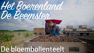 Het Boerenland de Beemster  De Bloembollenteelt [upl. by Dekow759]