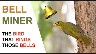 Bell Miner  Bellbird  A documentary about these fascinating little birds Australian Bird Media [upl. by Claud369]