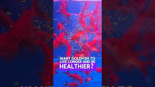 Boost your goldfishs lifespan and health on a budget goldfish fishkeeping aquariumhobby [upl. by Brynna954]