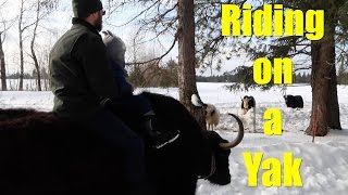 Riding on a Yak [upl. by Accem]