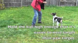 Treibball Training the Basic Nose Touch with a Ball Biter [upl. by Virgil]