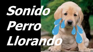 Perros Llorando y Lloriqueando Efecto de Sonido  Sonido Perro Llorando [upl. by Yemac93]