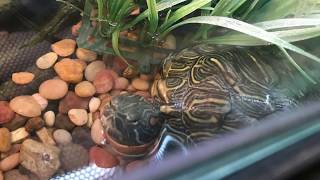 Reptiles and Cats at Petsmart [upl. by Wilmott]