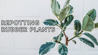 REPOTTING RUBBER PLANTS FICUS ELASTICAJoyUsGarden [upl. by Leaper]