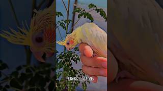 Cream Cocktail Red eye chick 2024 Mashallah chick ready for hand tame birds trending status pet [upl. by Etnom]