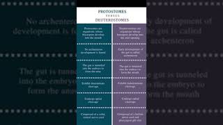 Difference between Protostomes and Deuterostomes [upl. by Langbehn]