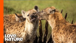 Why Do Female Hyenas Lead the Clan  Love Nature [upl. by Ivanna]