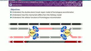 Homologous Recombination Rec BCD Pathway Double strand break mechanism [upl. by Bodwell]