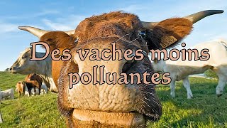 Des vaches moins polluantes [upl. by Ilecara]