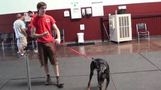 Aggressive Dog Behavior Episode 1 [upl. by Bundy]