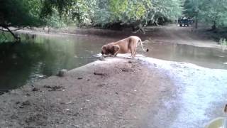 Lion drinking water at Gir forest [upl. by Chapnick]