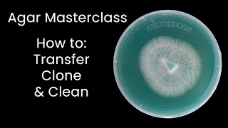 Master AGAR Techniques to Clone Cultures Like a Pro [upl. by Rugen]