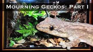 Bioactive Mourning Gecko Setup Part I DIY Wooden Vivarium [upl. by Luoar626]