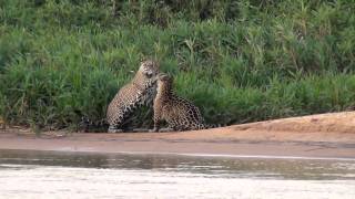 Jaguar Behavior at Pantanal Jaguar Camp in Porto Jofre region [upl. by Laurella]