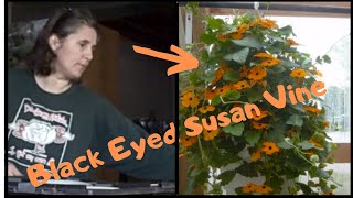 How to Grow Thunbergia Black Eyed Susan Vine From Seed  Indoor Growing [upl. by Myo464]