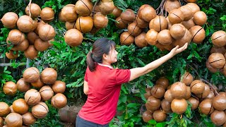 Harvesting Macadamia Nuts amp Cook porridge with nutritious macadamia nuts Go to the market Sell [upl. by Audsley]