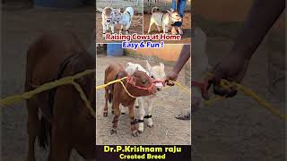 Nadipathy cattle😘 youtube viral reels miniature trend youtube pmo yt sanatandharma farming [upl. by Mcgill]