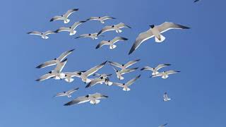 Gaviotas volando🕊🕊 en cámara lenta [upl. by Arok]