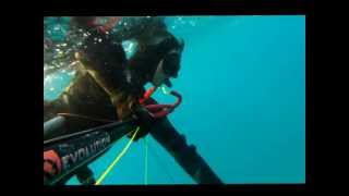 HammerHead Spearfishing Double Shot  Incredible Two Fish at Once [upl. by Enirak727]