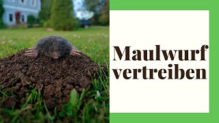 Maulwurf aus dem Garten vertreiben  so geht es am besten [upl. by Leler232]