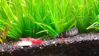 Kuhli Loach stalking Cherry Shrimp [upl. by Vivle405]