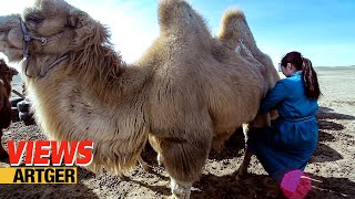 Drinking Camels Milk  A Way Of Life In The Gobi  Views [upl. by Enilec]