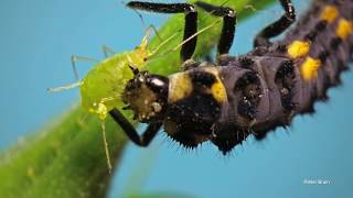 Ladybird larvae eating an aphid [upl. by Ogg]