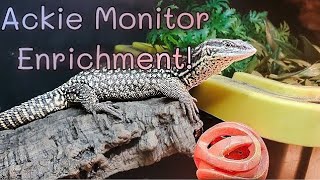 Ackie Monitor Enrichment [upl. by Scarito]