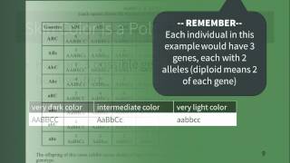 Inheritance of Skin Color in Human [upl. by Ardyth]