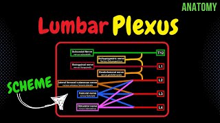 Lumbar plexus Scheme  QUIZ  Anatomy [upl. by Sherfield]