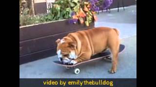 Bulldogs love Skateboards Bulldogs are the best Skateboarding Dogs ever [upl. by Melita]