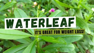 The Surprising Health Benefits of Waterleaf [upl. by Winters431]