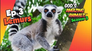 Lemurs  Fun Facts for Kids about Gods Amazing Animals S3 Ep3 [upl. by Akcira615]