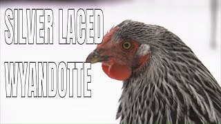 Chicken Breeds Silver Laced Wyandotte Chickens [upl. by Ridglea]