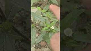 Medicinal plant Eclipa prostrata  False Daisy Trailing eclipta भ्रिंगराज Bhringaraj Kesharaj [upl. by Killy531]