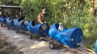 The Dog Train Rolls In Fort Worth [upl. by Daiz]