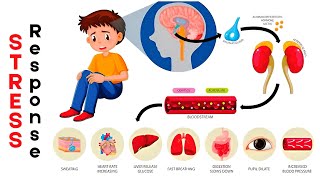 Understanding the Body’s Stress Response Fight or Flight Explained [upl. by Linnie718]