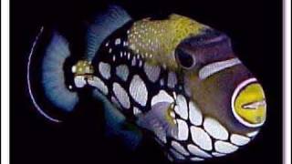 Clown Triggerfish [upl. by Acinad]